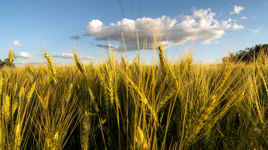 Las nuevas restricciones para los cereales abarcan al trigo morcajo centeno cebada y maz