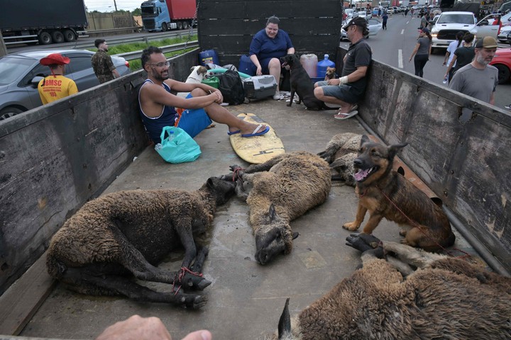 Animales son transportados en la parte trasera de un camión después de ser rescatados de las inundaciones en el barrio de Humaita en Porto Alegre, estado de Rio Grande do Sul. Foto AFP